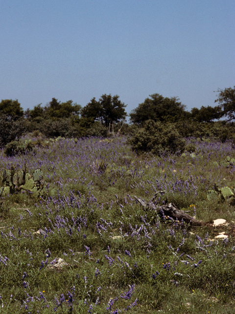 Salvia farinacea (Mealy blue sage) #24422