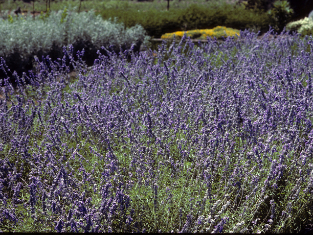 Salvia farinacea (Mealy blue sage) #24423
