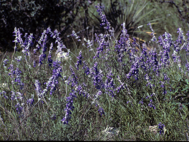 Salvia farinacea (Mealy blue sage) #24424