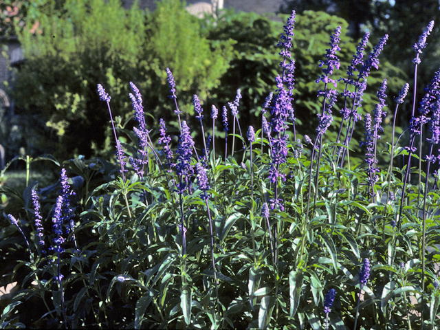 Salvia farinacea (Mealy blue sage) #24425