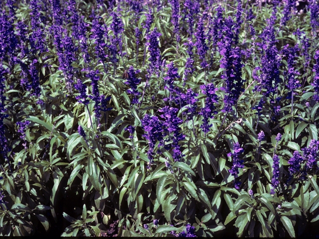 Salvia farinacea (Mealy blue sage) #24426