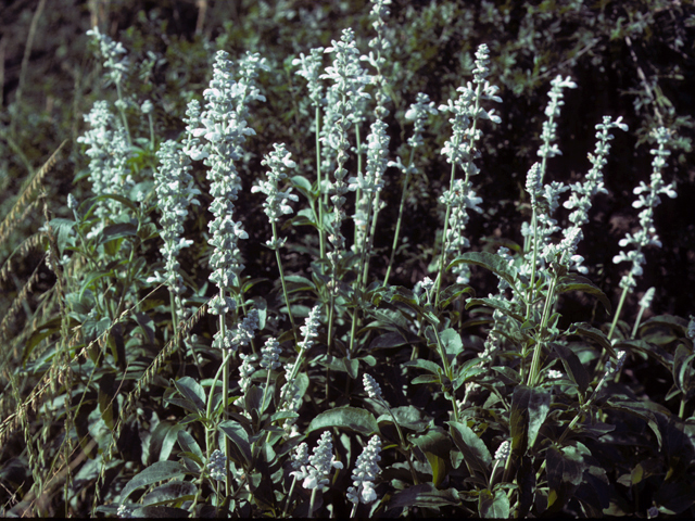 Salvia farinacea (Mealy blue sage) #24429