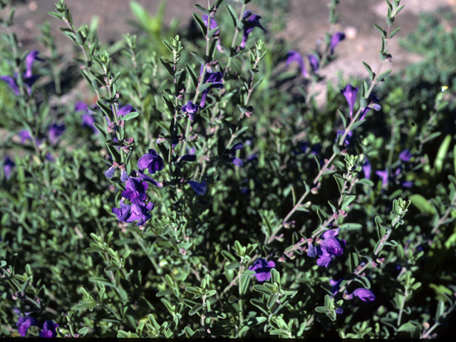 Salvia lycioides (Canyon sage) #24440