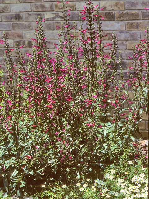 Salvia pentstemonoides (Big red sage) #24446