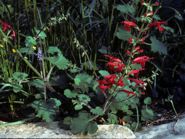 Salvia roemeriana (Cedar sage) #24452