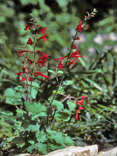 Salvia roemeriana (Cedar sage) #24454
