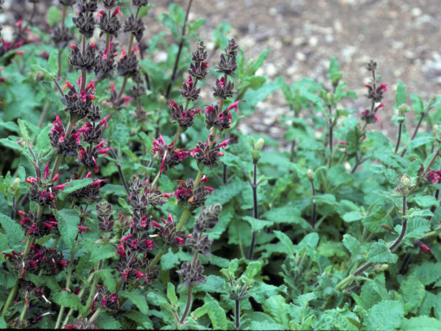Salvia spathacea (Hummingbird sage) #24457