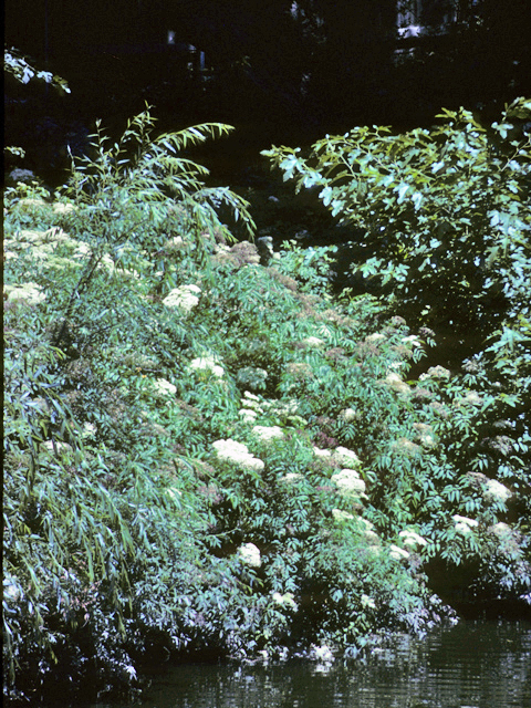 Sambucus nigra ssp. canadensis (Common elderberry) #24462
