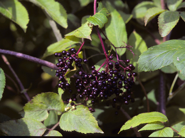 Sambucus nigra ssp. canadensis (Common elderberry) #24463