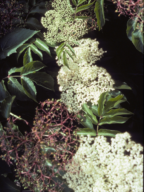 Sambucus nigra ssp. canadensis (Common elderberry) #24464