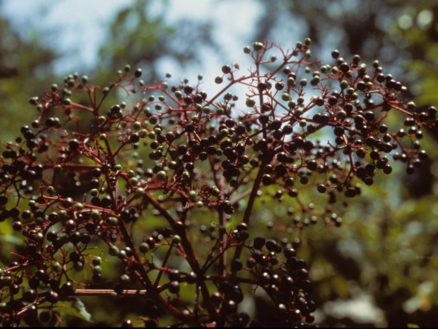 Sambucus nigra ssp. canadensis (Common elderberry) #24466