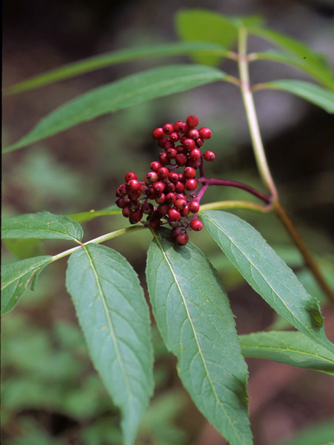 Sambucus racemosa var. racemosa (Red elderberry) #24476