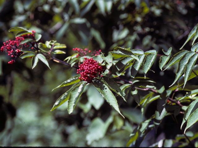 Sambucus racemosa var. racemosa (Red elderberry) #24477