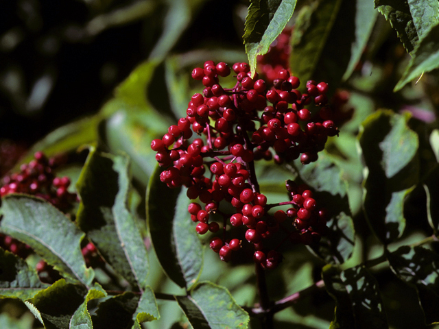 Sambucus racemosa var. racemosa (Red elderberry) #24478