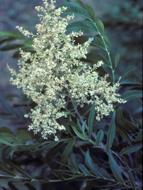 Sapindus saponaria var. drummondii (Western soapberry) #24490