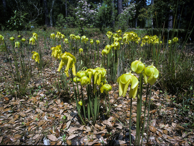 Sarracenia flava (Yellow pitcherplant) #24492