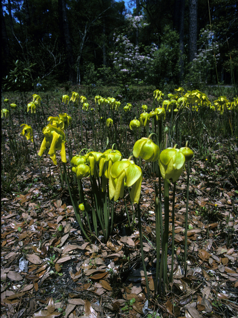 Sarracenia flava (Yellow pitcherplant) #24493