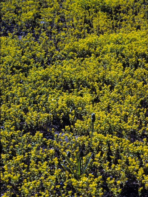 Sedum nuttallianum (Yellow stonecrop) #24552