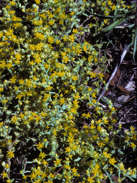 Sedum nuttallianum (Yellow stonecrop) #24553