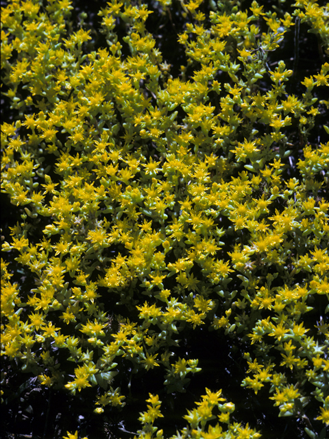 Sedum nuttallianum (Yellow stonecrop) #24554