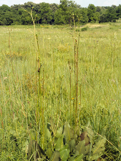 Silphium terebinthinaceum (Prairie rosinweed) #24614