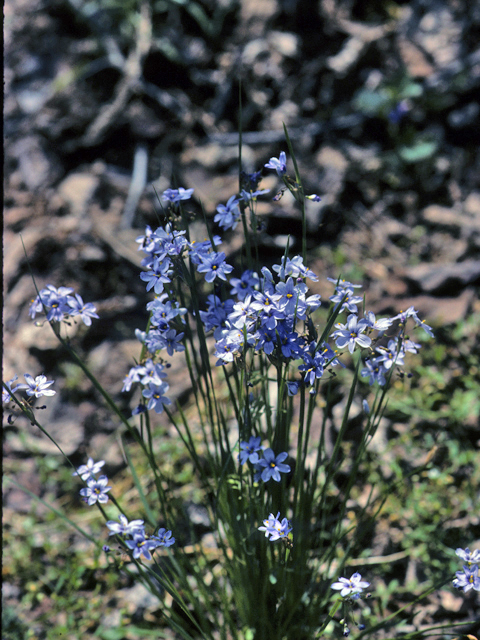 Sisyrinchium angustifolium (Narrowleaf blue-eyed grass) #24625