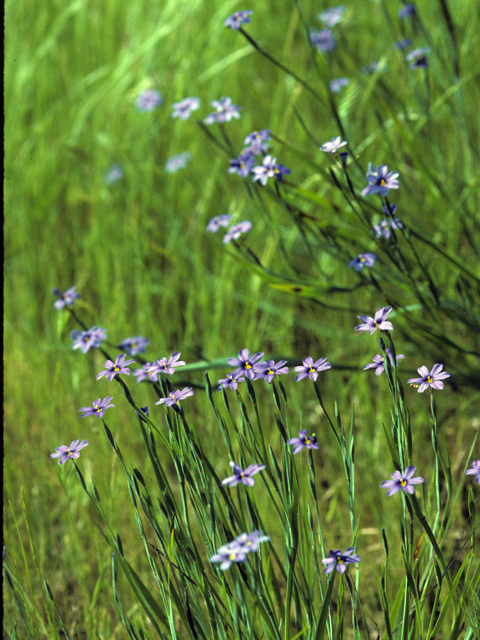 Sisyrinchium bellum (Western blue-eyed grass) #24626