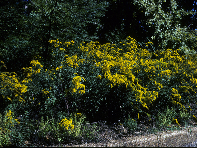 Solidago altissima (Tall goldenrod) #24636