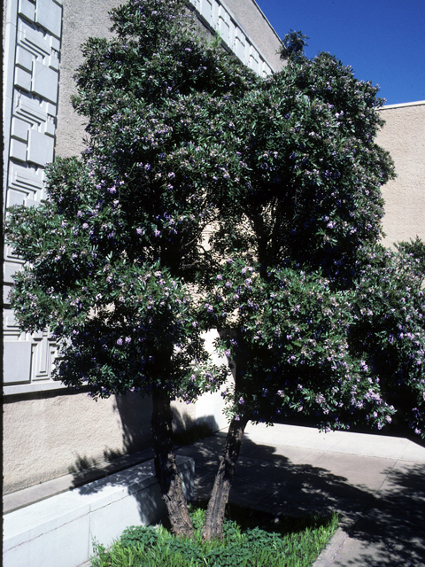 Sophora secundiflora (Texas mountain laurel) #24668