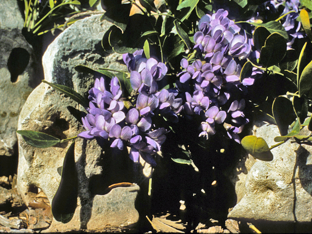 Sophora secundiflora (Texas mountain laurel) #24671