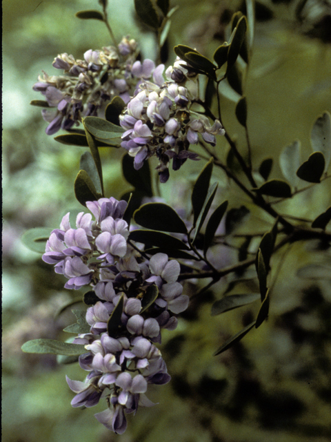 Sophora secundiflora (Texas mountain laurel) #24675