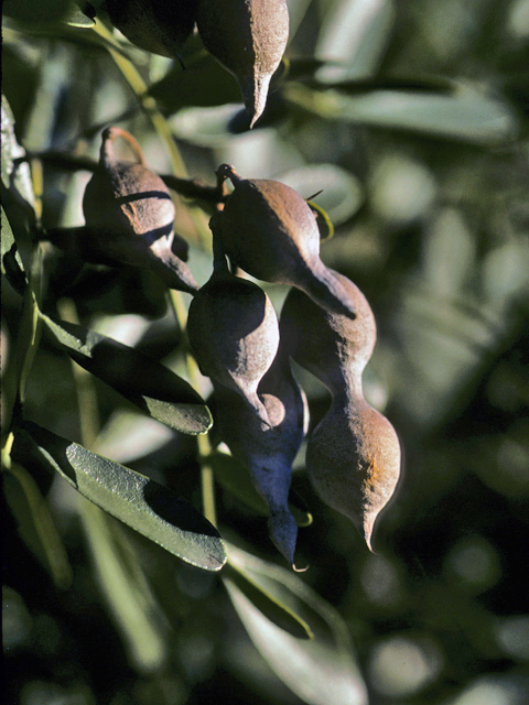 Sophora secundiflora (Texas mountain laurel) #24678