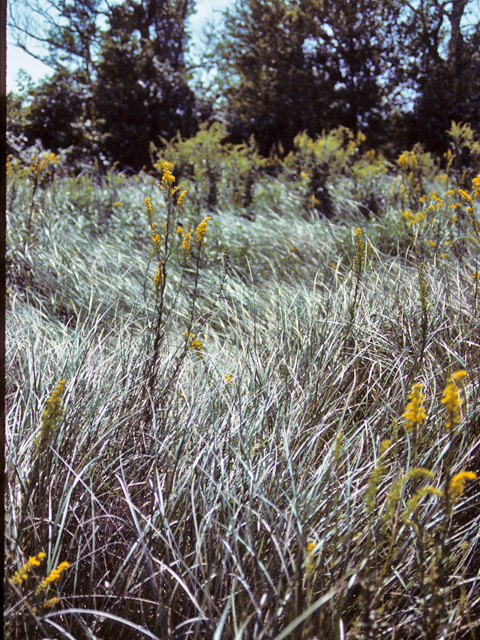 Spartina alterniflora (Saltmarsh cordgrass) #24696