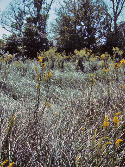Spartina alterniflora (Saltmarsh cordgrass) #24697