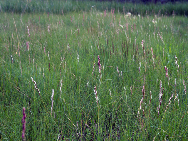 Spartina gracilis (Alkali cordgrass) #24698