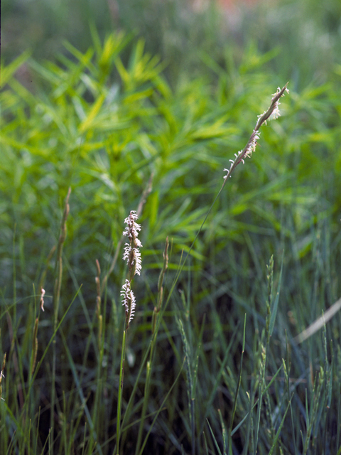 Spartina gracilis (Alkali cordgrass) #24699