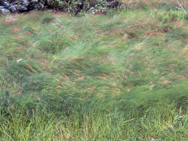 Spartina pectinata (Prairie cordgrass) #24700