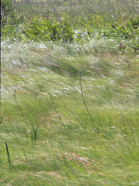 Spartina pectinata (Prairie cordgrass) #24701