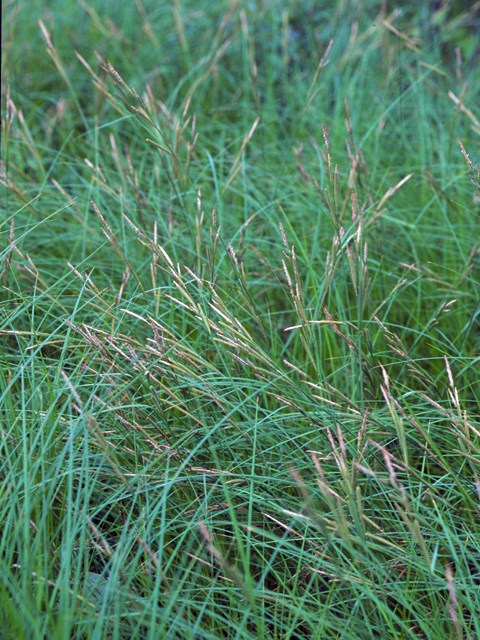 Spartina pectinata (Prairie cordgrass) #24702