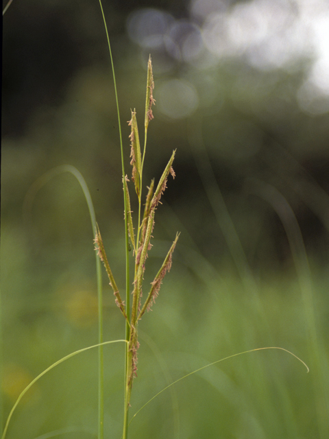 Spartina pectinata (Prairie cordgrass) #24704