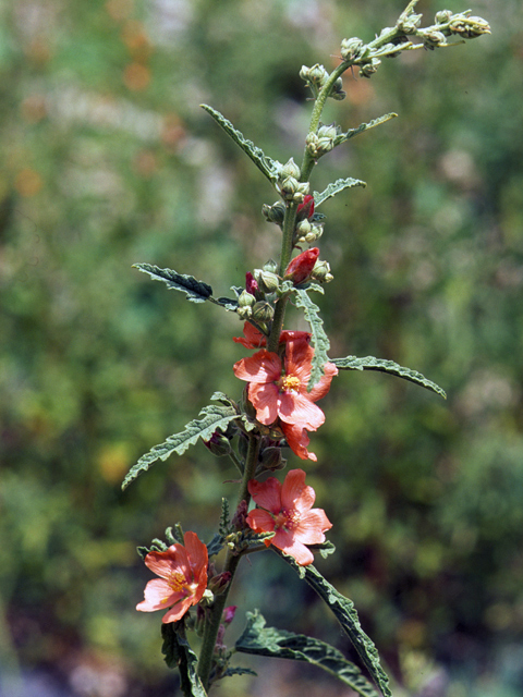 Sphaeralcea angustifolia (Narrowleaf globemallow) #24712
