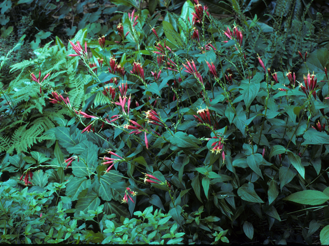 Spigelia marilandica (Woodland pinkroot) #24720