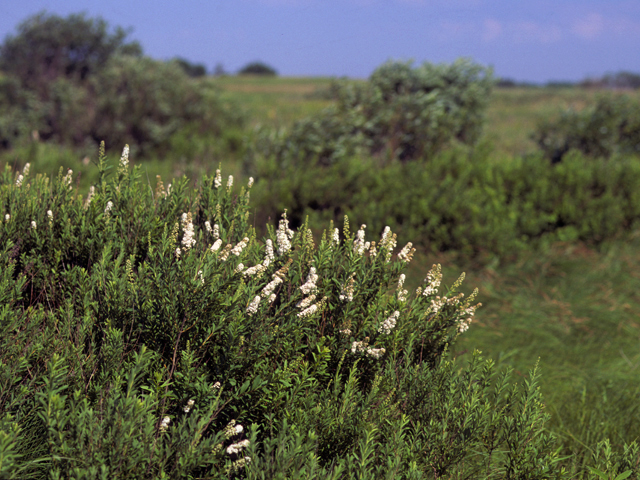 Spiraea alba (White meadowsweet) #24723