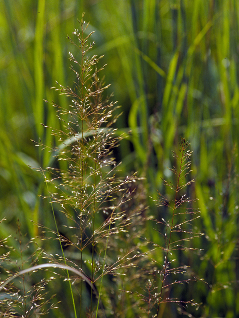 Sporobolus heterolepis (Prairie dropseed) #24730