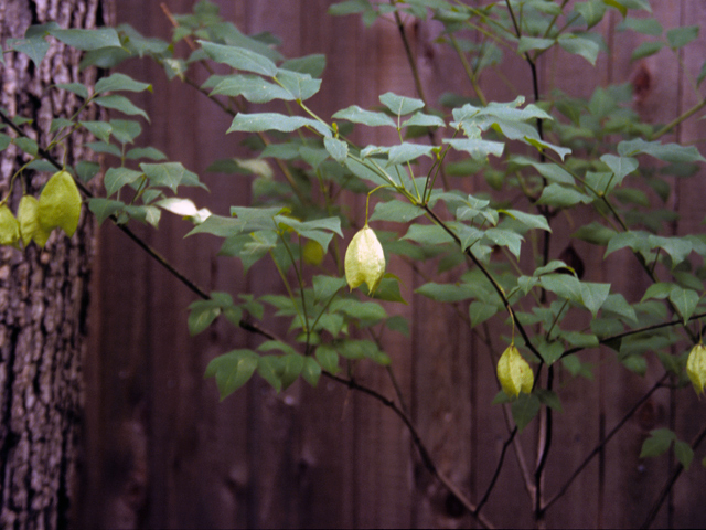 Staphylea trifolia (American bladdernut) #24740