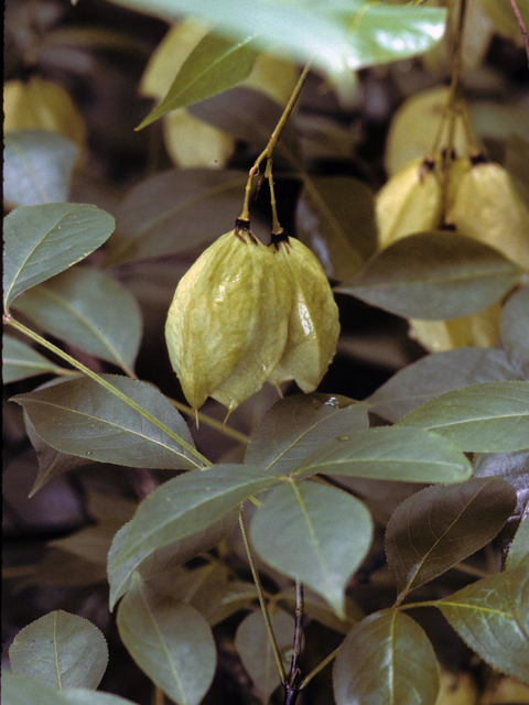 Staphylea trifolia (American bladdernut) #24741