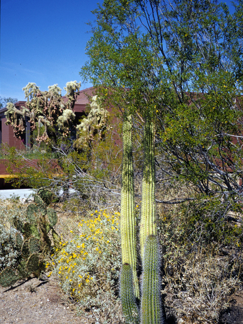 Stenocereus thurberi (Organpipe cactus) #24747