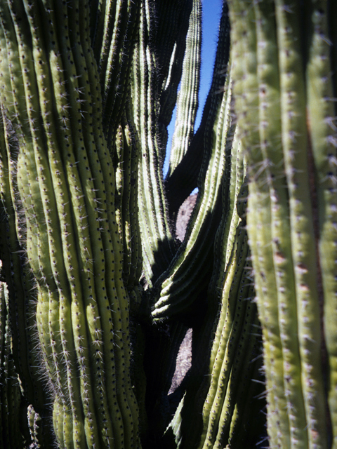 Stenocereus thurberi (Organpipe cactus) #24753