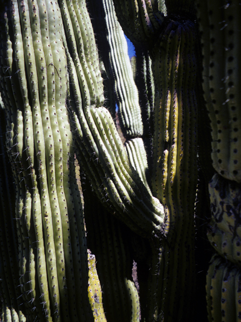 Stenocereus thurberi (Organpipe cactus) #24754