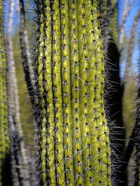 Stenocereus thurberi (Organpipe cactus) #24756